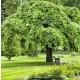 WIĄZ CAMPERDOWNII szczepiony - sadzonki 140 / 170 cm